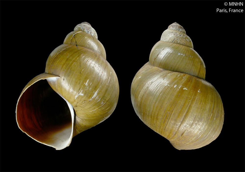 Gehäuse von Lanistes magnus aus dem Naturkundemuseum in Paris