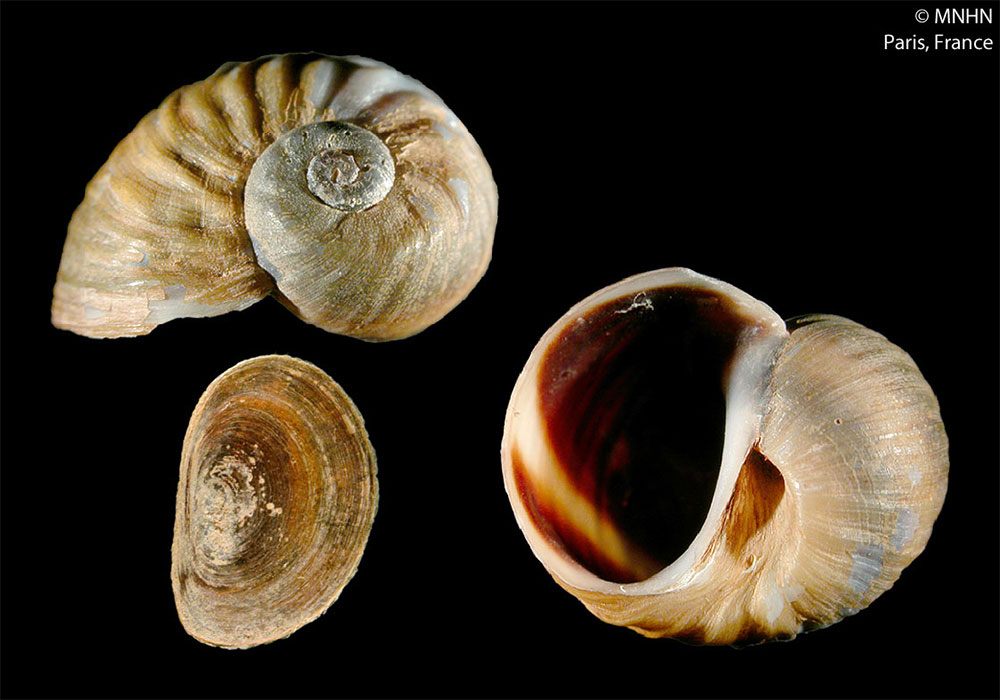 Gehäuse von Lanistes neritoides aus dem Naturkundemuseum in Paris