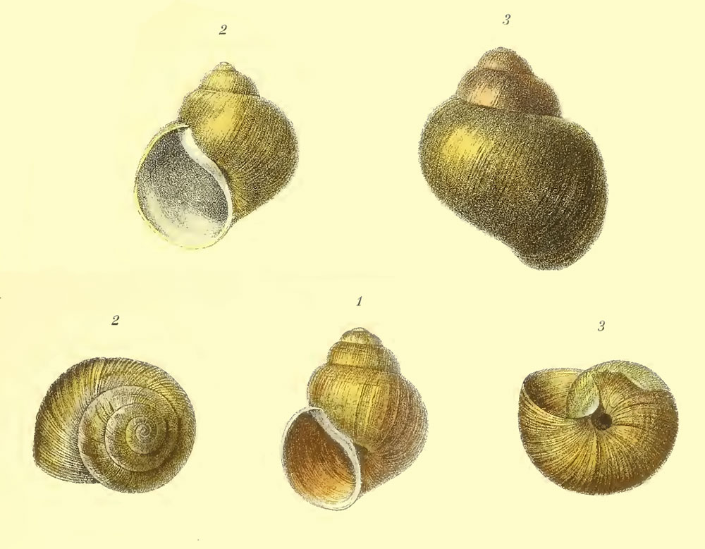 Gehäuse von Lanistes ovum aus Kobelt