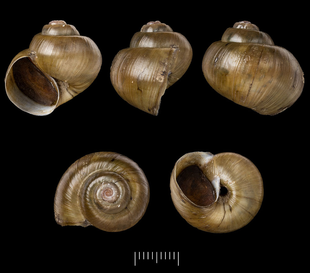 Gehäuse von Lanistes palustris aus dem Naturkundemuseum in London