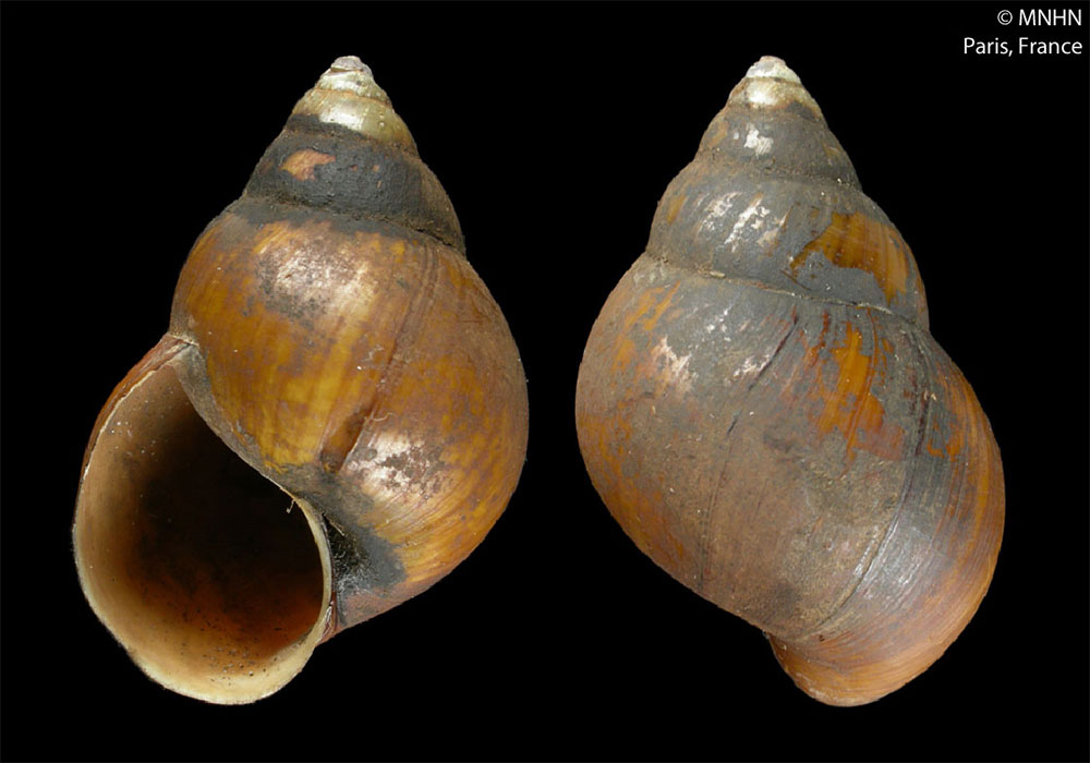 Gehäuse von Lanistes pyramidalis aus dem Naturkundemuseum in Paris