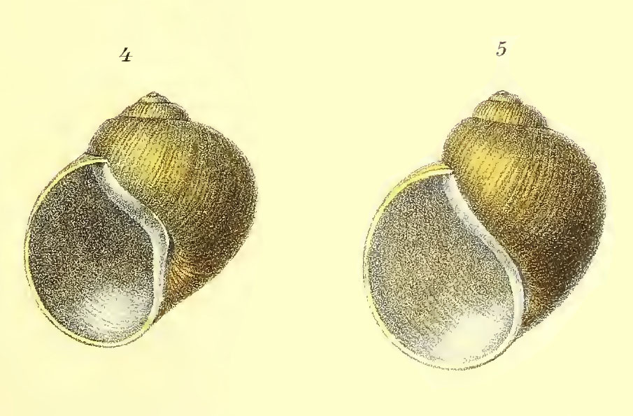 Abbildung von Gehäusen von Lanistes solidus in Kobelt 1915