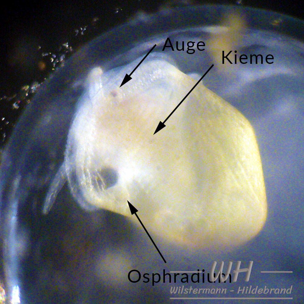 10 Tage alter Embryo