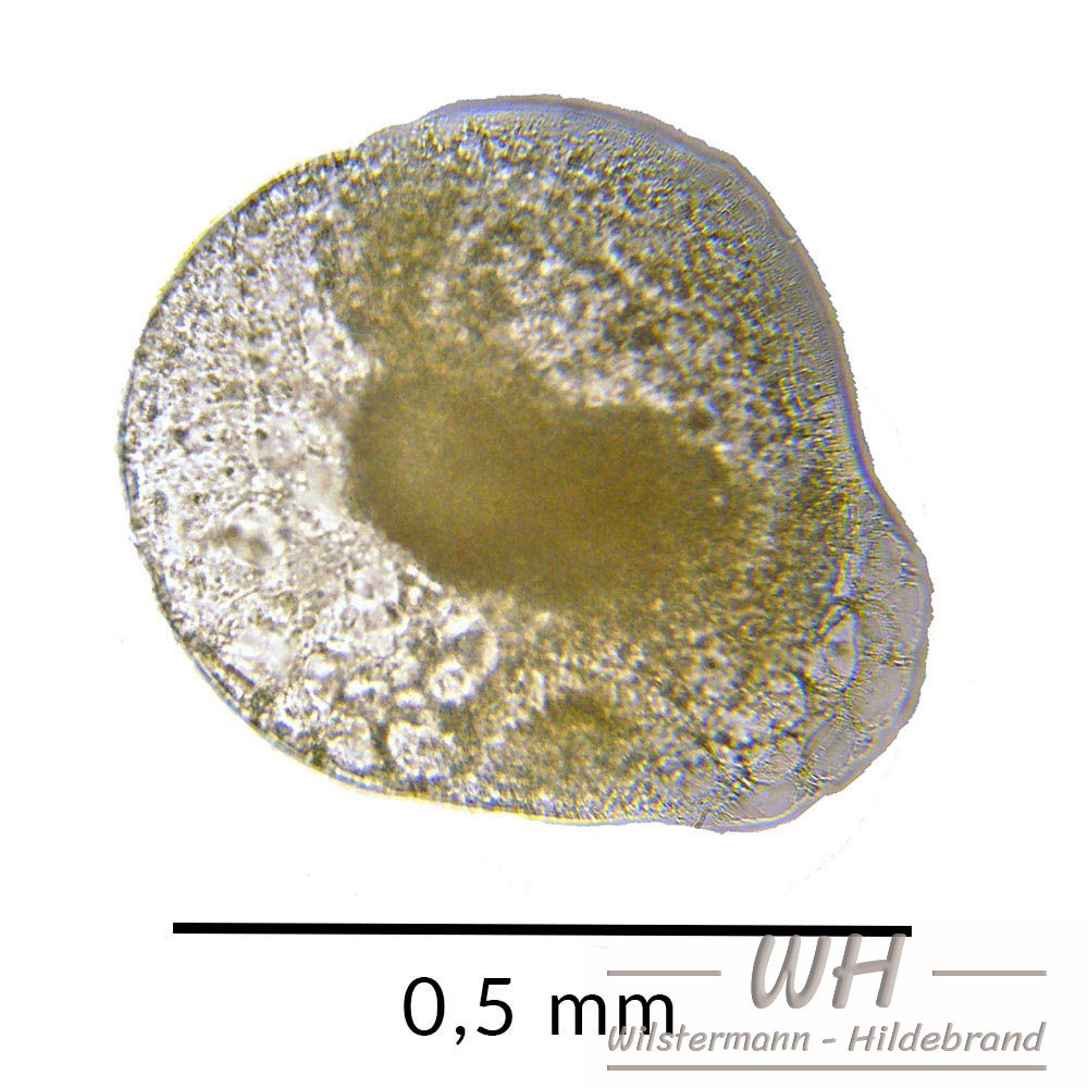 2 Tage alter Embryo