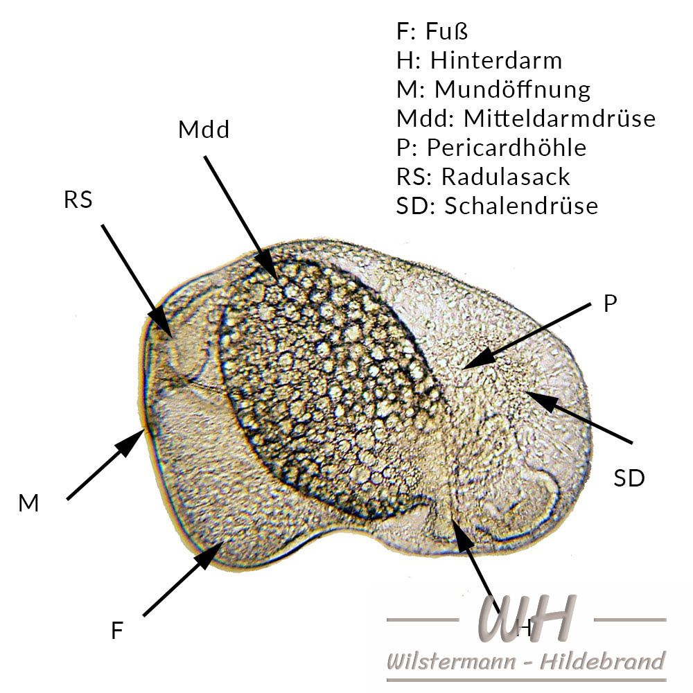 3 Tage alter Embryo