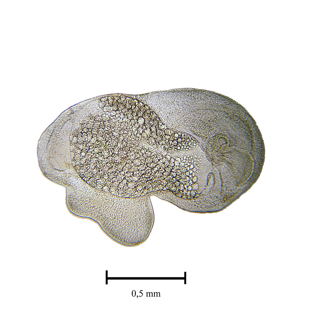 4 Tage alter Embryo