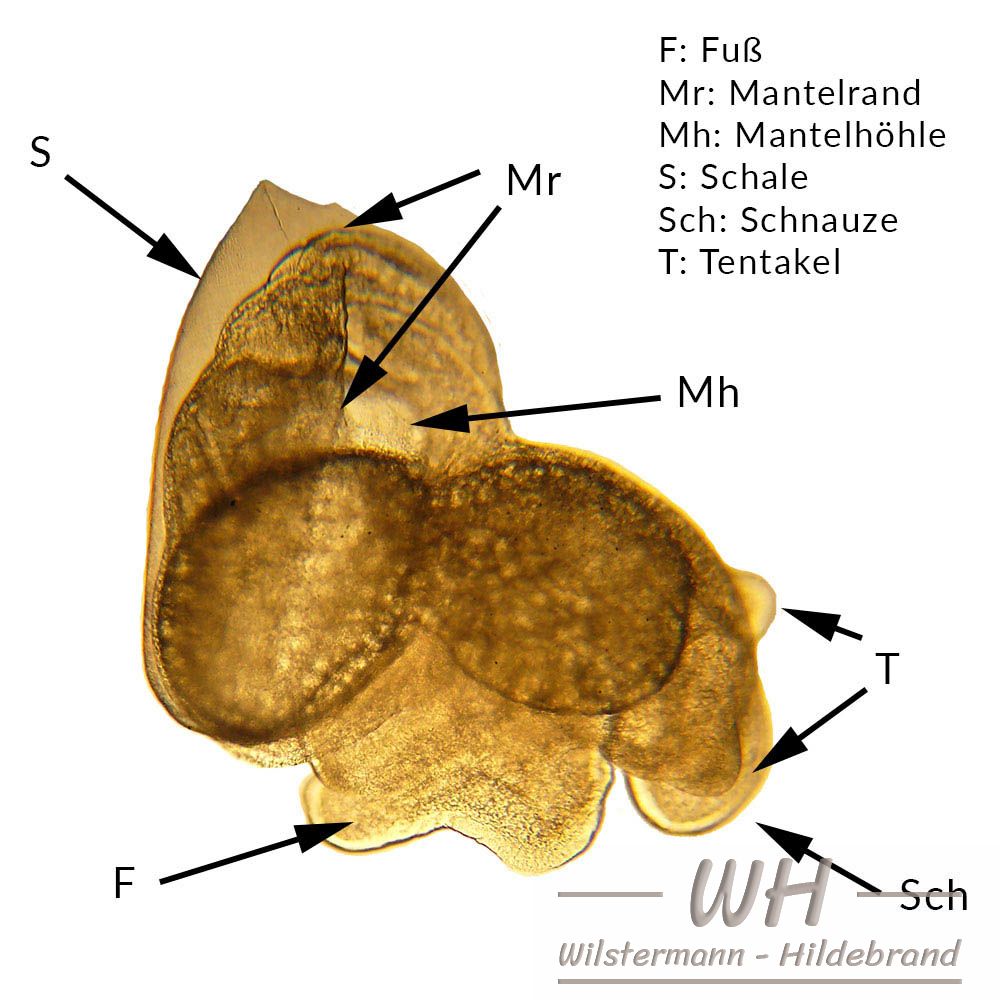 5 Tage alter Embryo