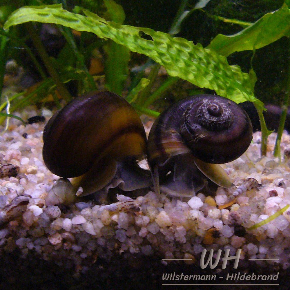 Jungtiere von Lanistes varicus