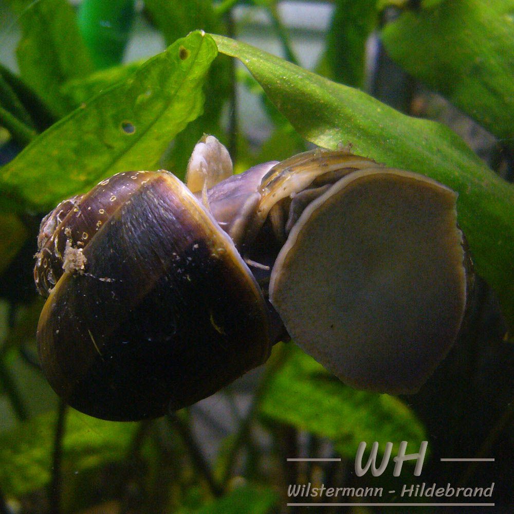 Lanistes varicus bei der Paarung