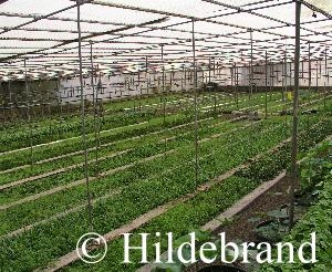 Mutterpflanzenbest&auml;nde