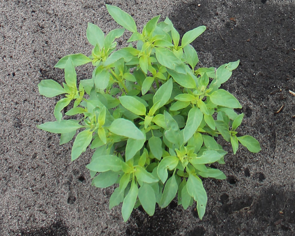 Lemon-Basilikum Ocimum americanum