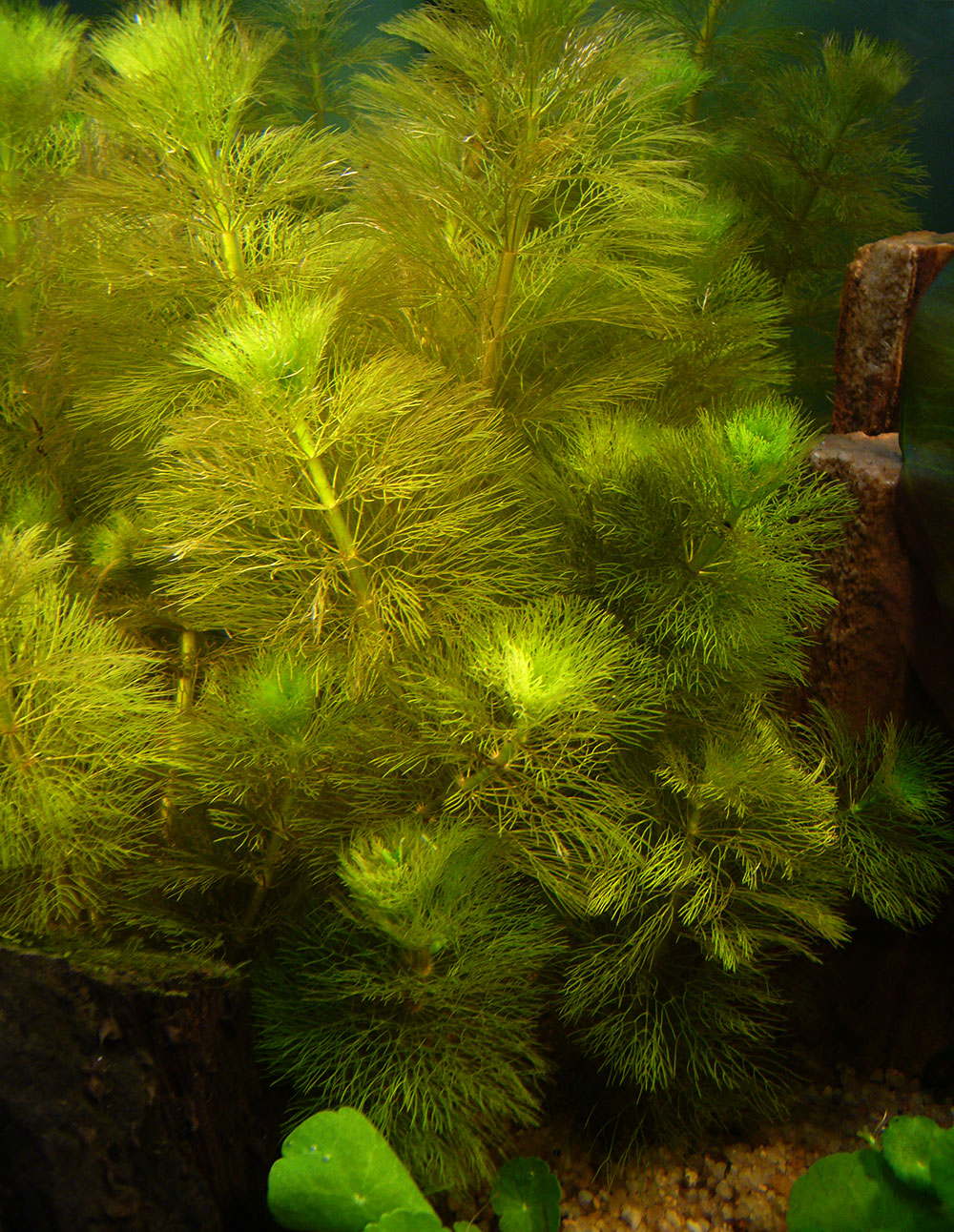 Limnophila brownii im Aquarium