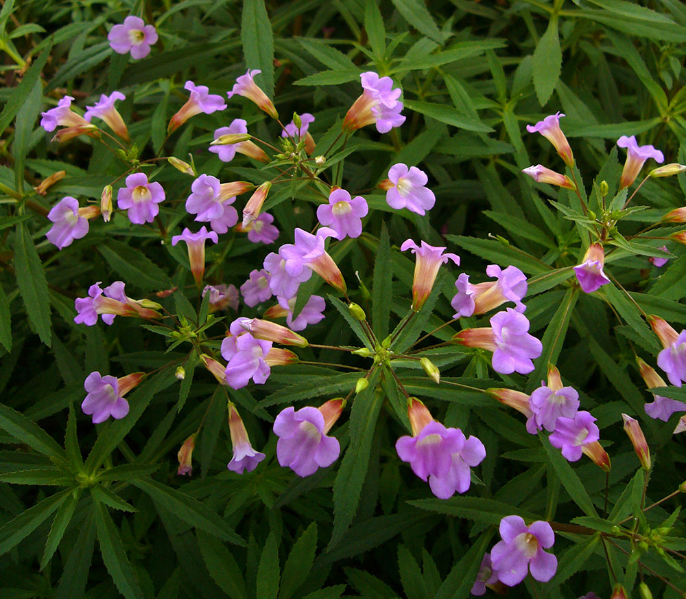 Blüten von Limnophila aromatica