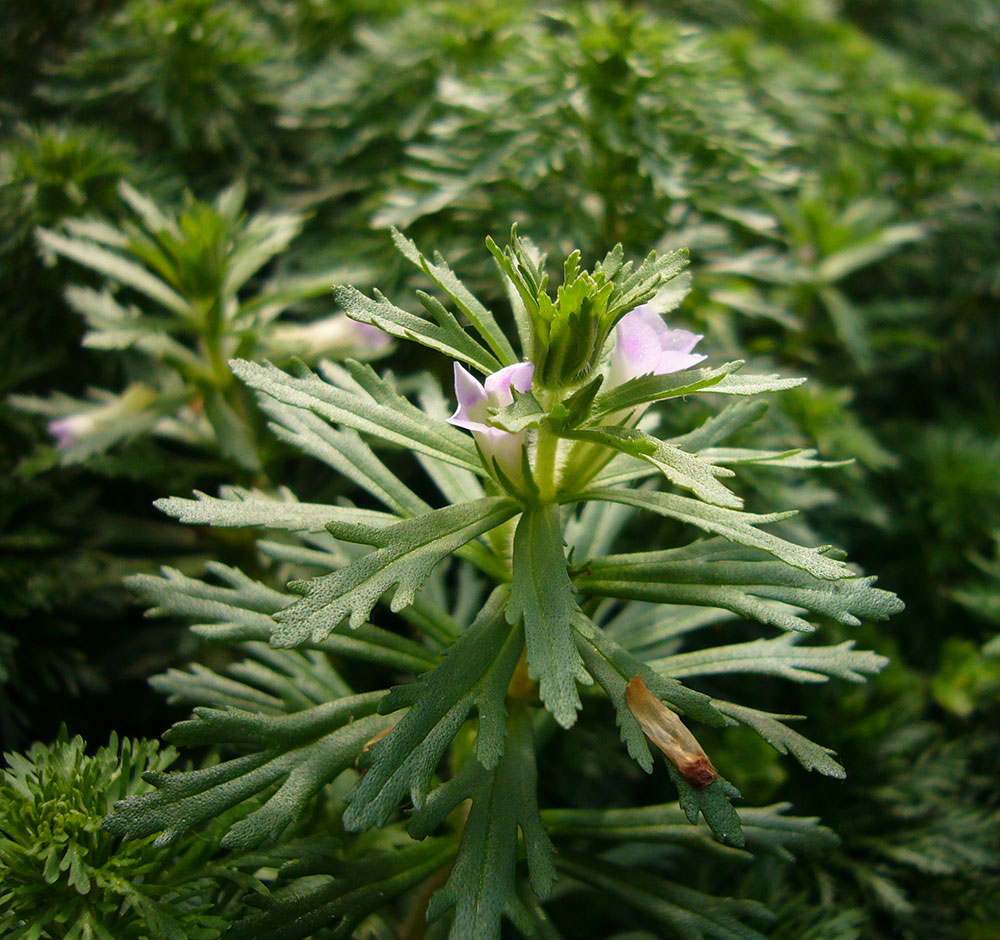 Limnophila sessiliflora mit Blüten