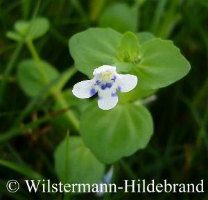 Blüte von Lindernia rotundifolia