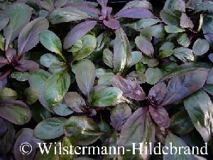 Lobelia cardinalis mit violetten Blättern