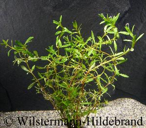 Überwasserform von Ludwigia arcuata