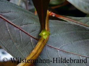 Überwasserform von Ludwigia arcuata