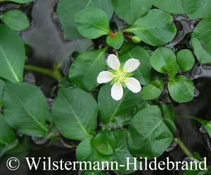 Ludwigia helminthorrhizza mit Blüte