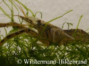 Behaarung an den Laufbeinen von M. niphanae