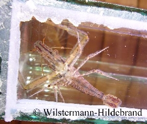 M. niphanae von unten