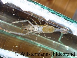 N. niphanae-Weibchen mit Eiern
