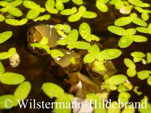 Jungtiere beim Fressen von Wasserlinsen