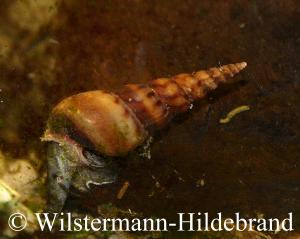 Turmdeckelschnecke im Aquarium