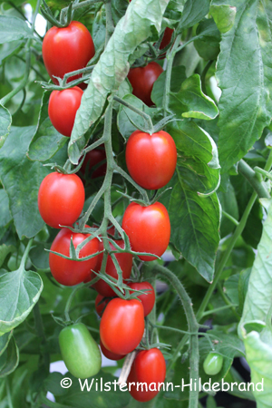 Mini-Roma-Tomate Romello