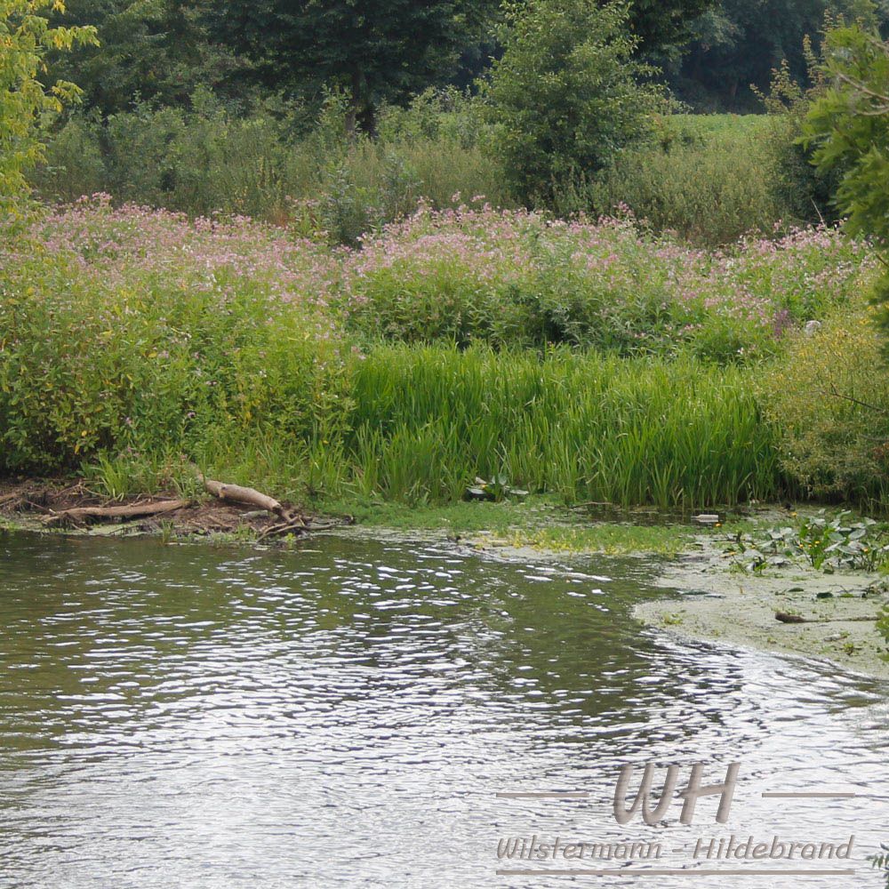 Blick von der Mühle über die Erft hinweg auf Myriophyllum, Wassernabel, Muschelblumen und Mummeln