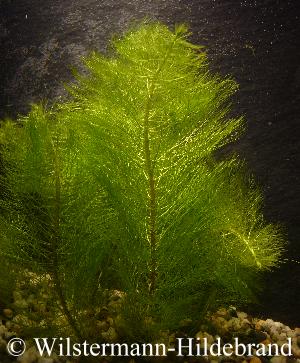 Myriophyllum dicoccum