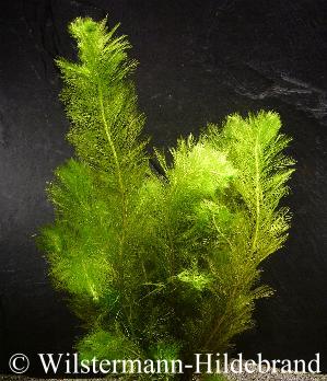 submerses Myriophyllum hippuroides