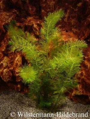 Myriophyllum mattogrossense