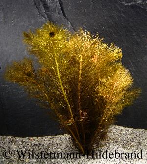 Unterwasserform von Myriophyllum tuberculatum