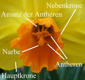 Narzissen-Blüte