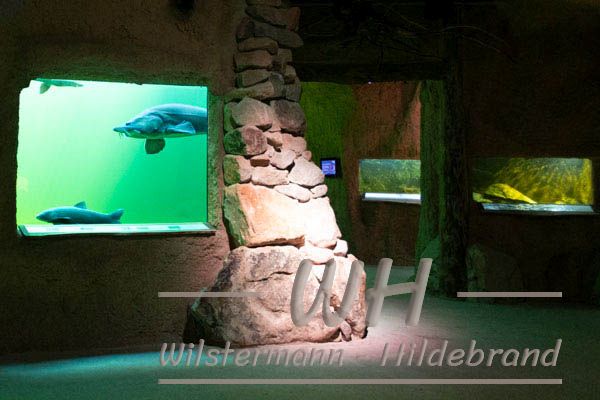 Blick ins Aquarium