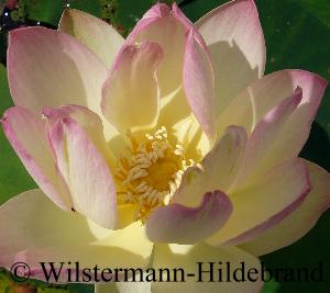 Blüte des echten Lotus