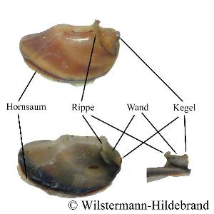 Bezeichnung der Operculum-Teile