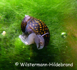 Fadenalgen und Neritidae