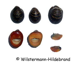 Neritina violacea