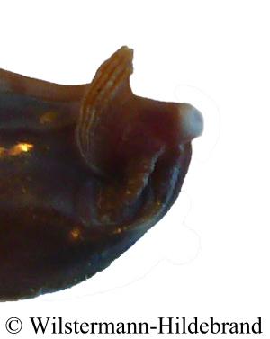 Batikschnecke - Rippe und Zapfen von Neritodryas dubia