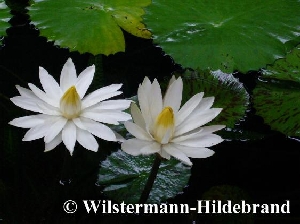 Blüten von Nymphaea lotus