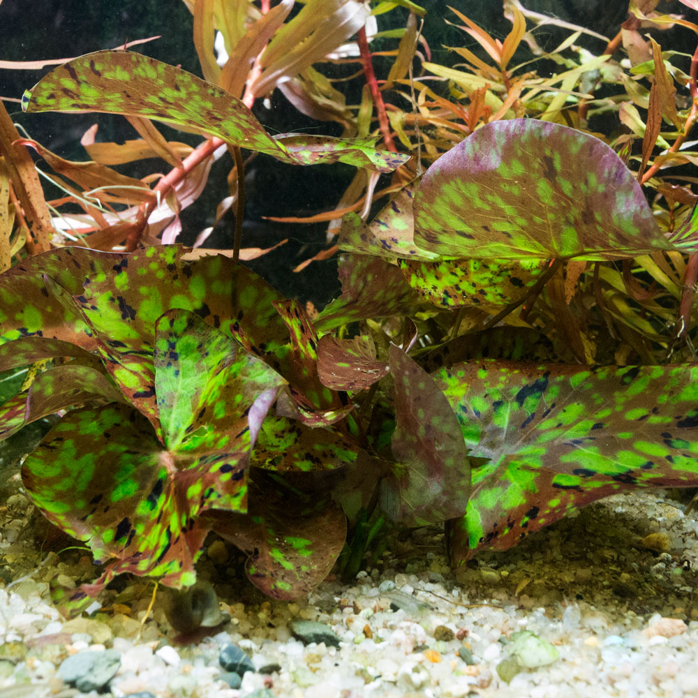 Kleinblütige Seerose im Aquarium