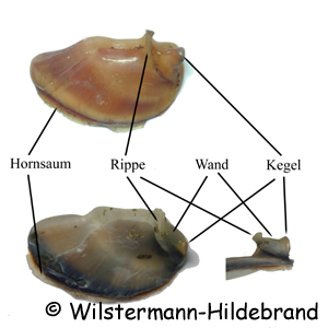 Bezeichnung der Operculum-Teile