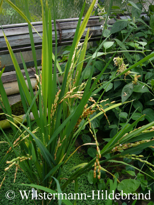 Oryza sativa