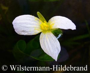 Blüte von Ottelia alismoides