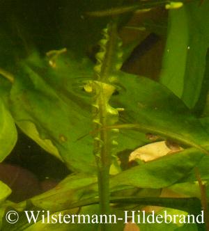 Fruchtknoten unter der Wasseroberfläche