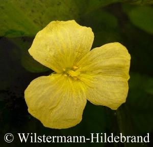 Blüte von Ottelia ulvaefolia