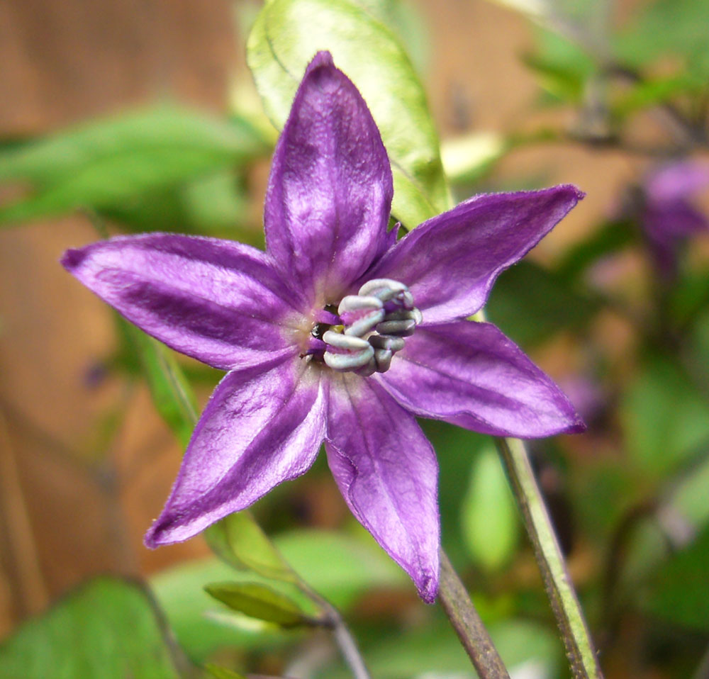 violette Blüte an einer Paprika-Pflanze