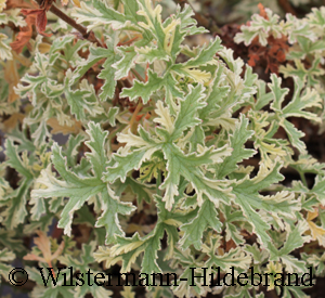 Laub von Pelargonium graveolens Variegatum